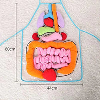 Thumbnail for Anatomy Apron™ | Tutki kehoa vuorovaikutteisesti - Ihmisen anatomia-esiliina